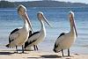 Click image for larger version. 

Name:	210406154002pelicans_2.jpg 
Views:	252 
Size:	22.2 KB 
ID:	4365