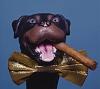 Click image for larger version.&nbsp;

Name:	triumph_insult_dog.jpg&nbsp;
Views:	41&nbsp;
Size:	21.3 KB&nbsp;
ID:	4378