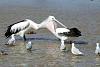 Click image for larger version. 

Name:	pelican-funny-1.jpg 
Views:	259 
Size:	15.8 KB 
ID:	4370