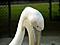 WhoDatPelican's Avatar