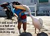 Click image for larger version.&nbsp;

Name:	Pelican Fly.jpg&nbsp;
Views:	371&nbsp;
Size:	36.0 KB&nbsp;
ID:	3633