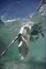 Click image for larger version. 

Name:	SN-PELICAN-CATCH-jpg_195830.jpg 
Views:	437 
Size:	49.6 KB 
ID:	3837