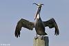 Click image for larger version. 

Name:	Davis Pelican.jpg 
Views:	1111 
Size:	58.5 KB 
ID:	3912