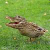 Click image for larger version. 

Name:	Duckodile.jpg 
Views:	847 
Size:	53.0 KB 
ID:	4358