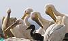 Click image for larger version. 

Name:	cute+birds+funny+pelicans+amazing+birds+greatwhitepelicans+beautiful+amazing+animal+images.jpg 
Views:	1024 
Size:	40.8 KB 
ID:	4371