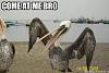Click image for larger version. 

Name:	COME AT ME BRO.jpg 
Views:	356 
Size:	17.4 KB 
ID:	4516