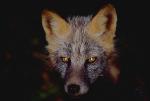 Silverfoxx's Avatar